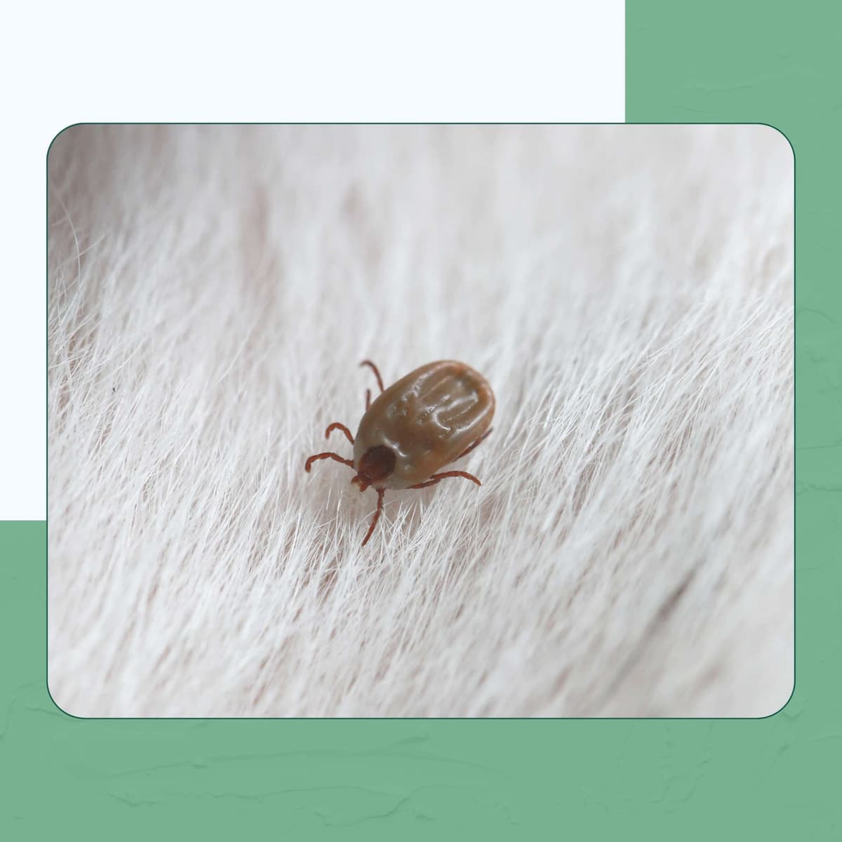 American Dog Tick