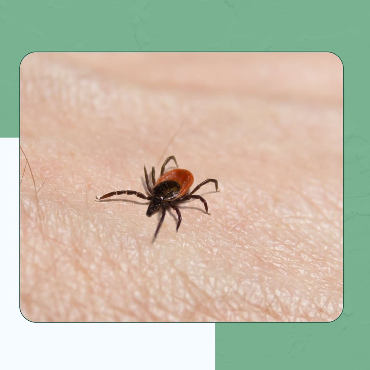 Blacklegged Tick (Deer Tick)