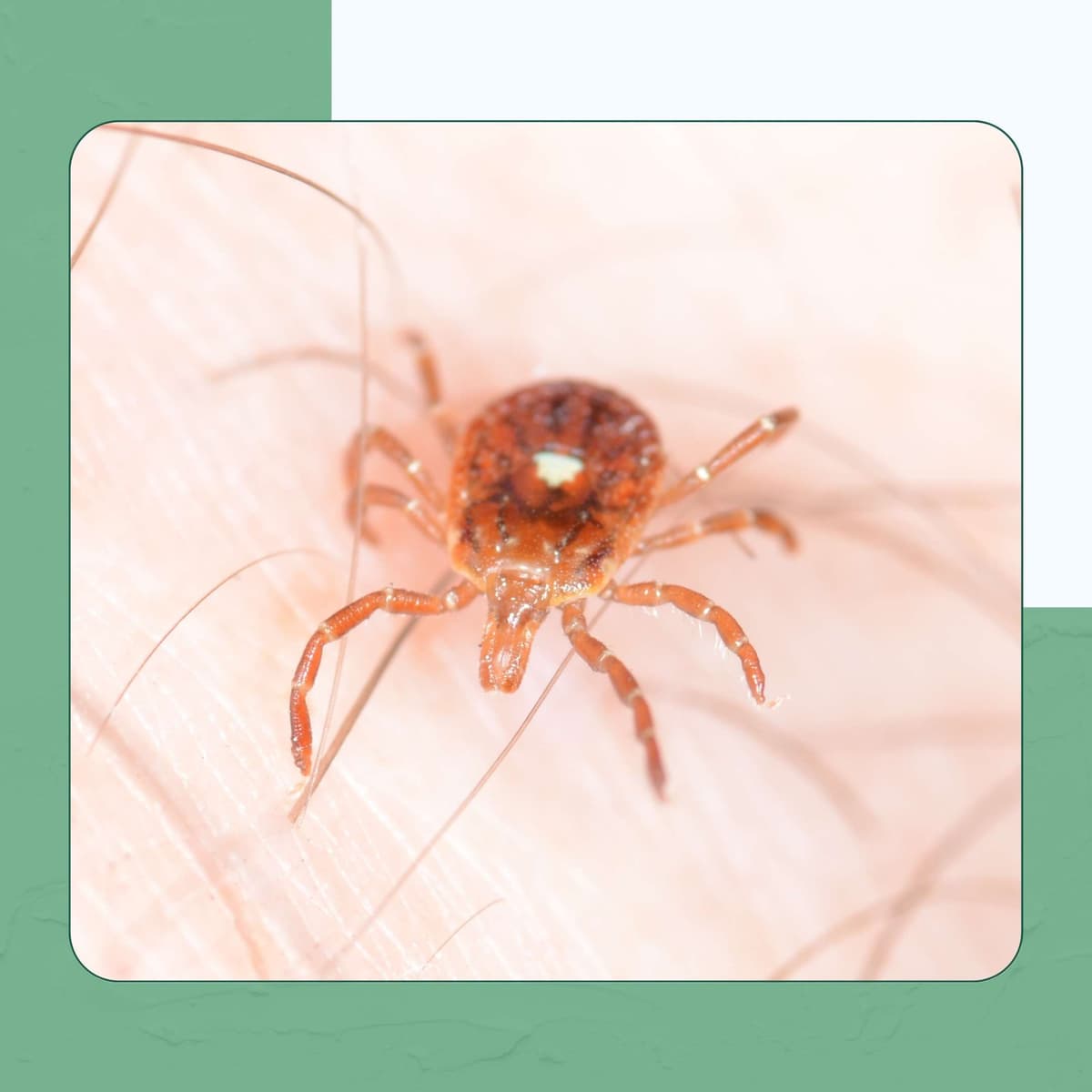 Lone Star Tick
