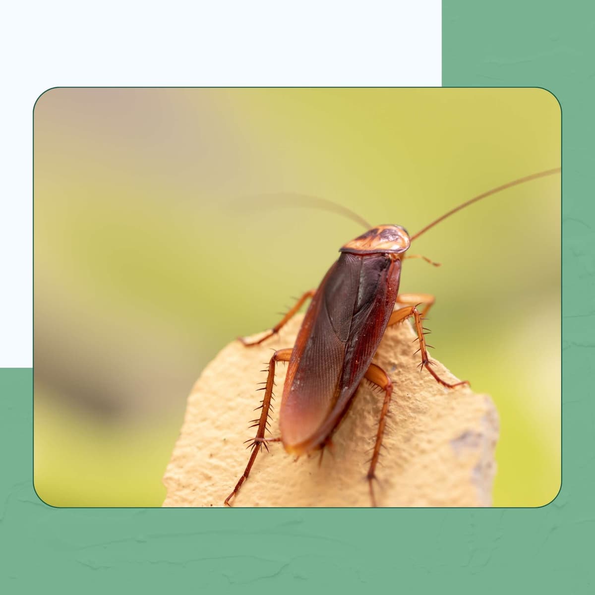 American Cockroach