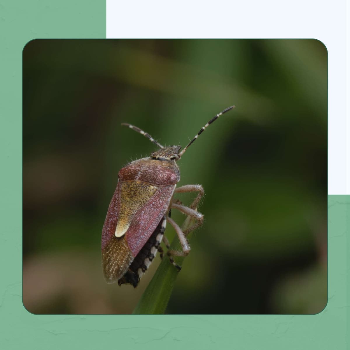 Bat Bug (Cimex adjunctus)