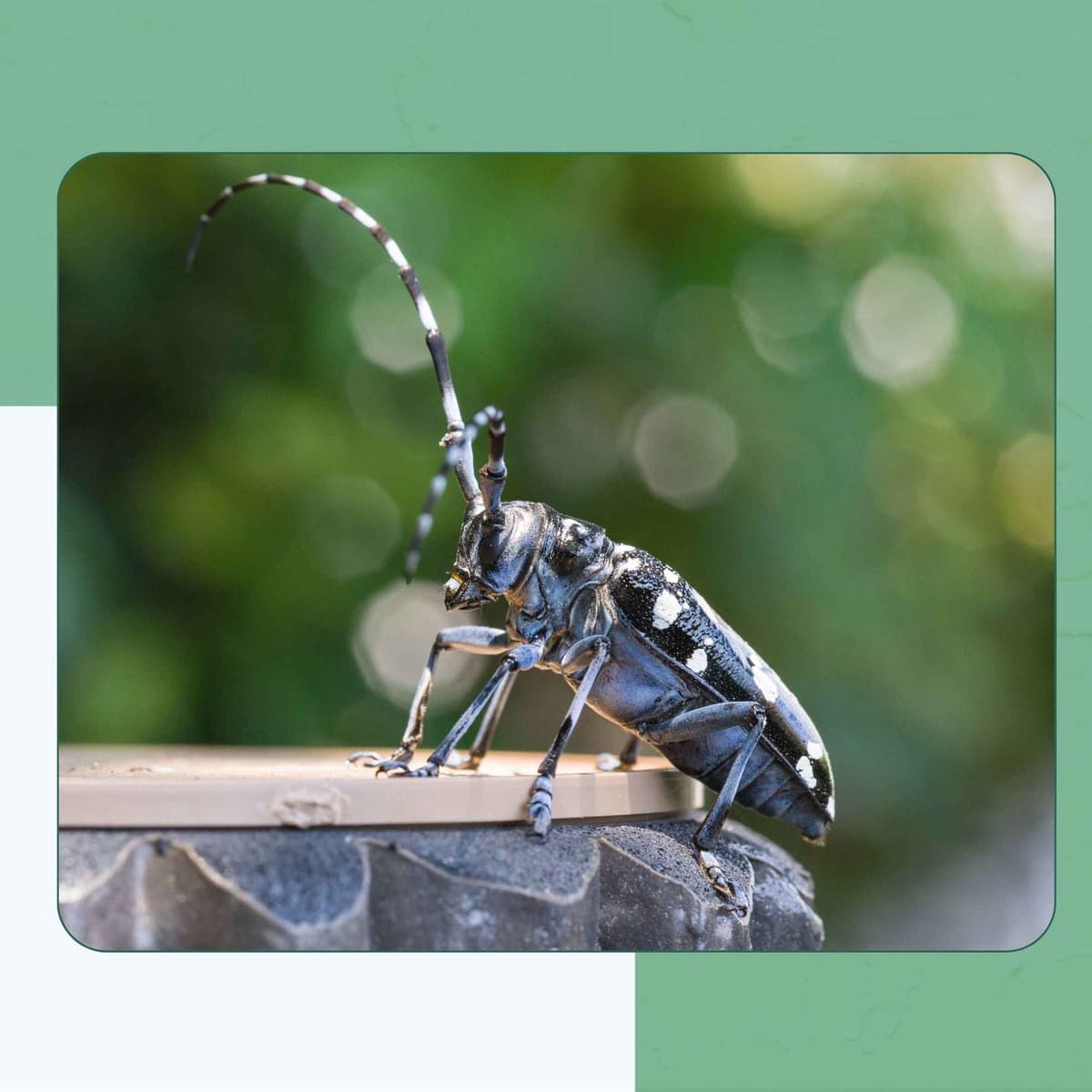 Asian Longhorned Beetle