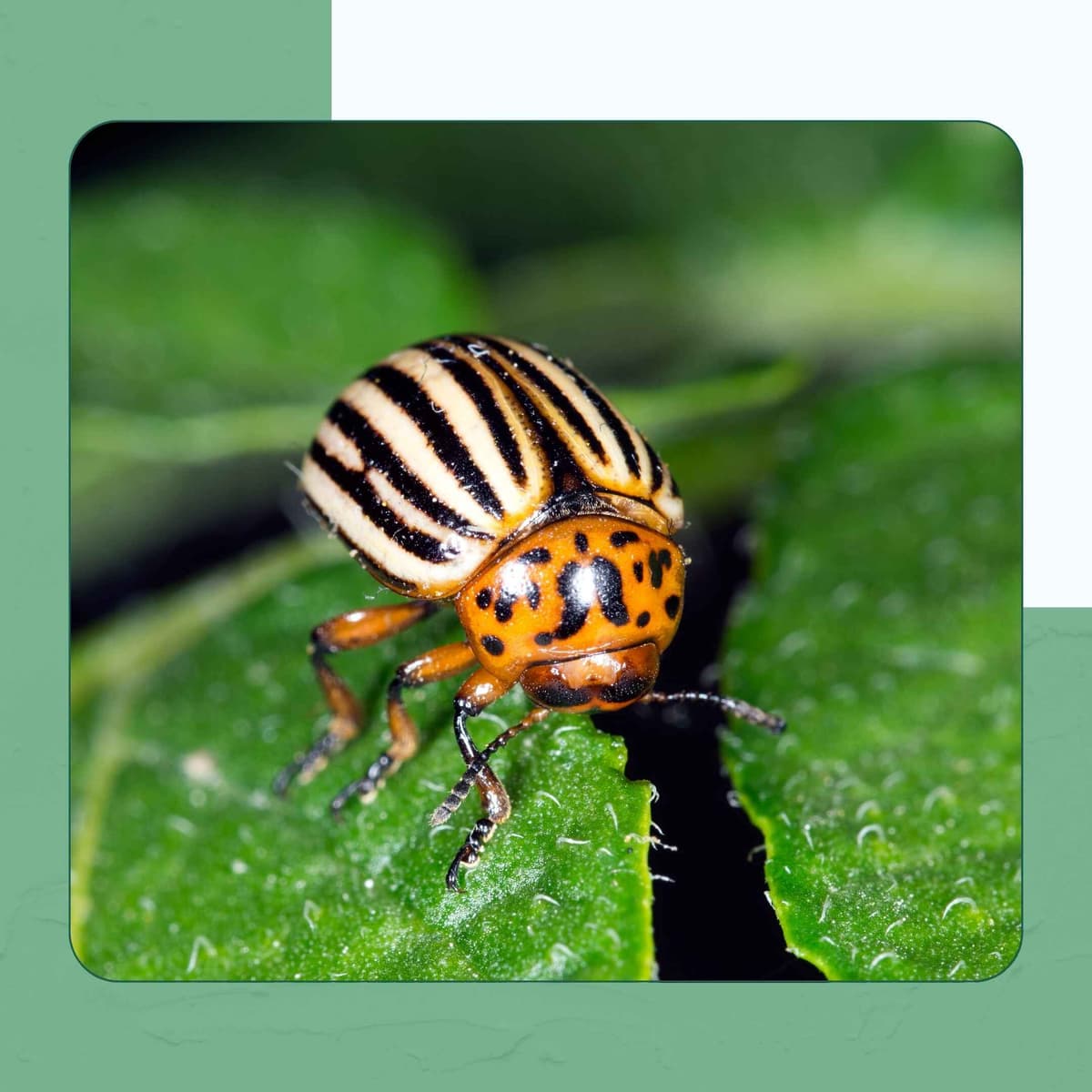 Colorado Potato Beetle