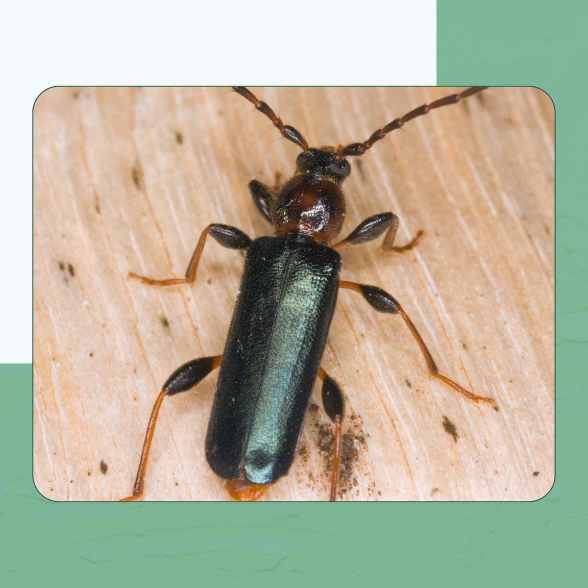 Emerald Ash Borer