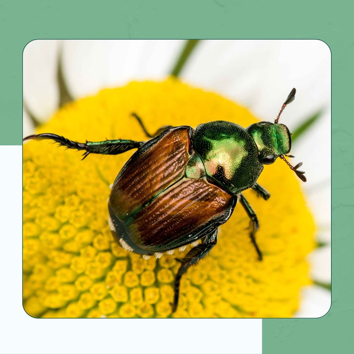 Japanese Beetle