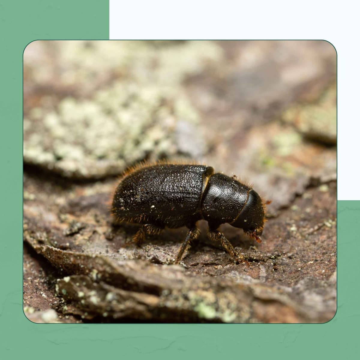 Mountain Pine Beetle