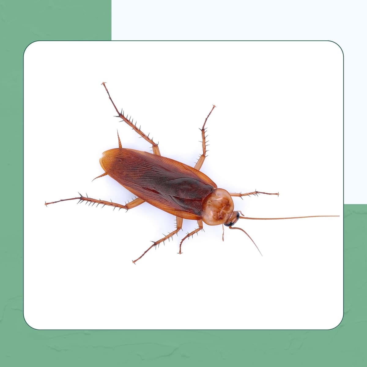 Brown-banded Cockroach