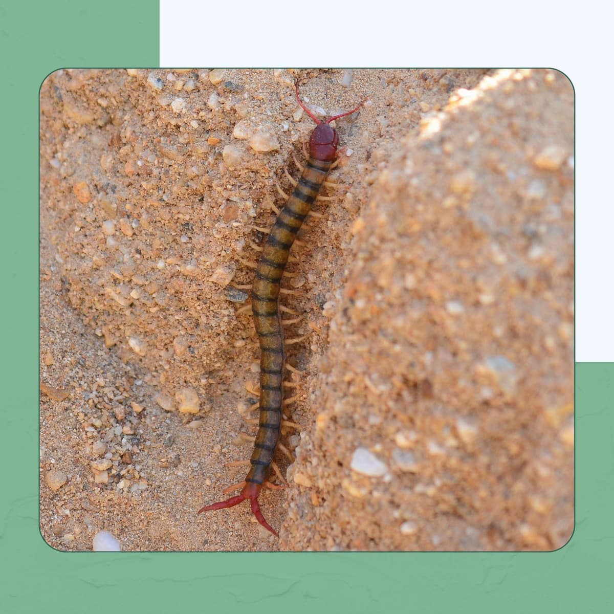 Brown Centipede