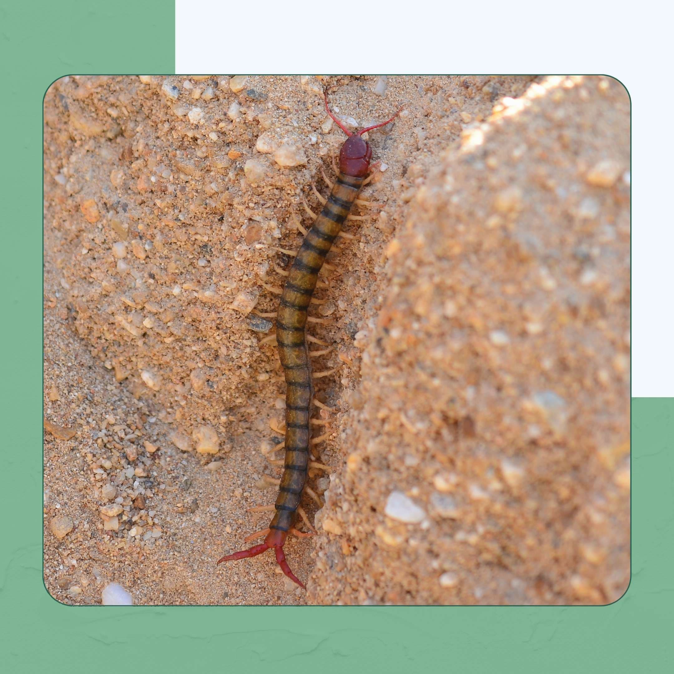 Centipede