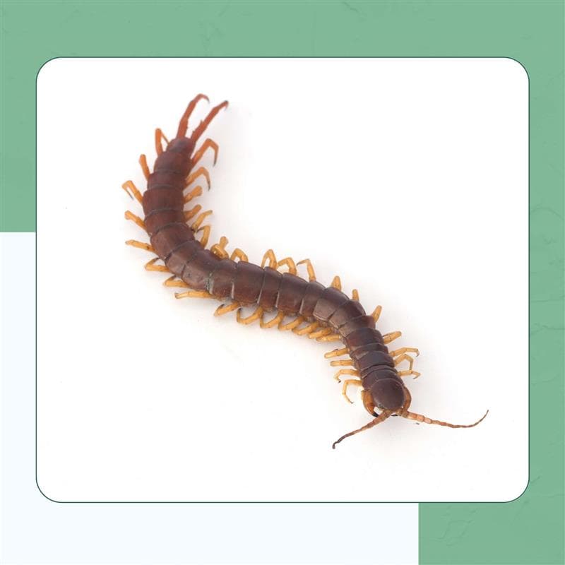 Common Cryptops