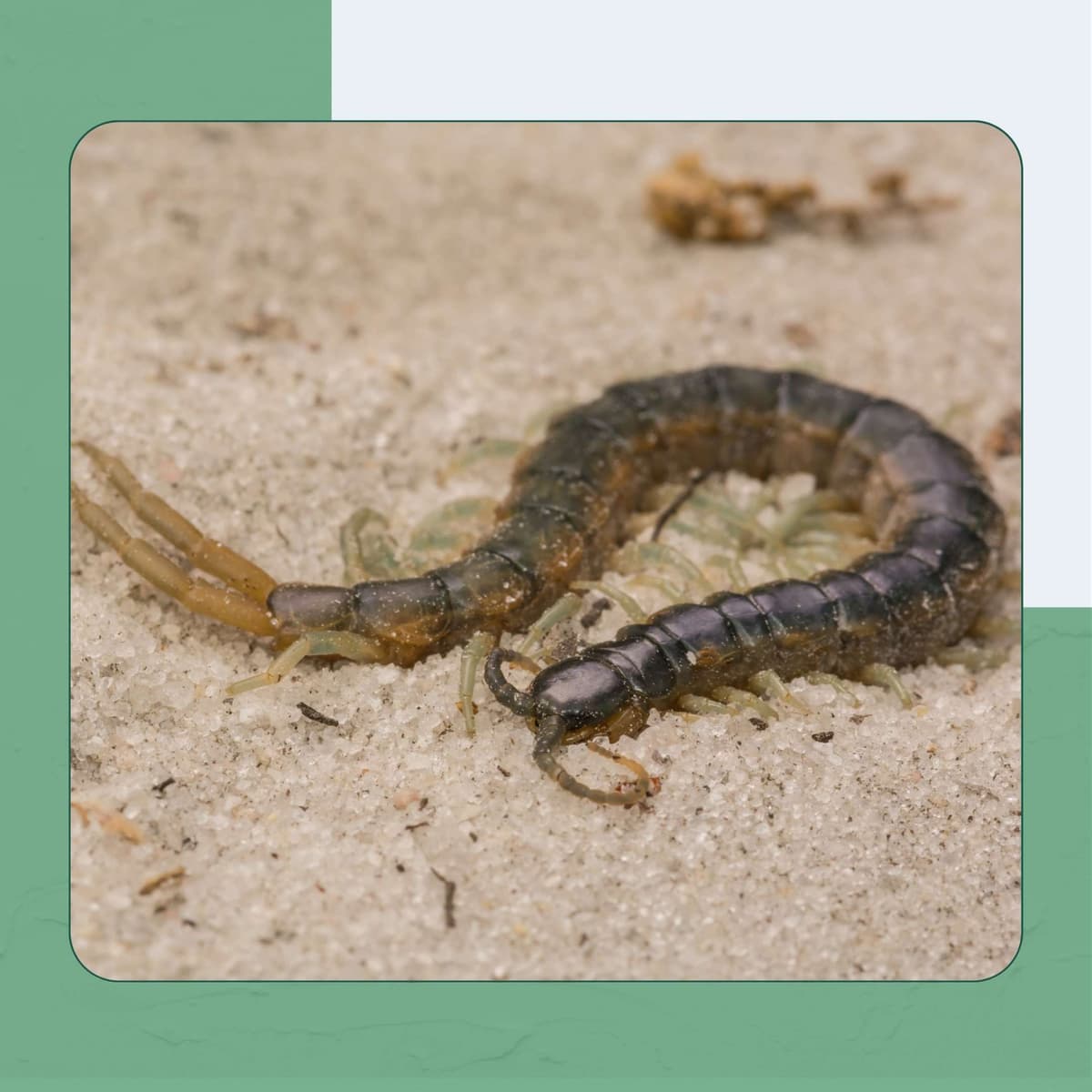 Eastern Bark Centipede