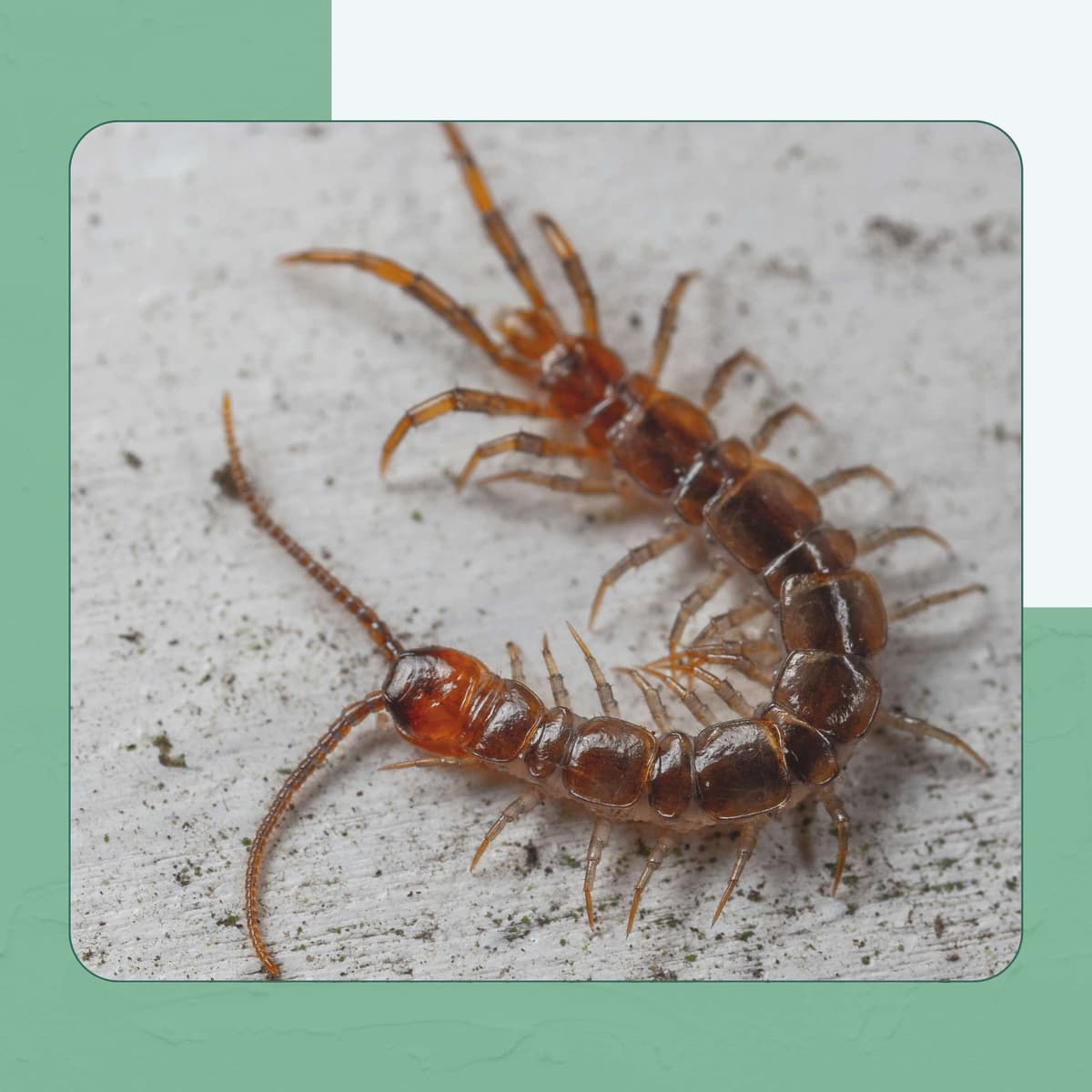 Eastern Red Centipede