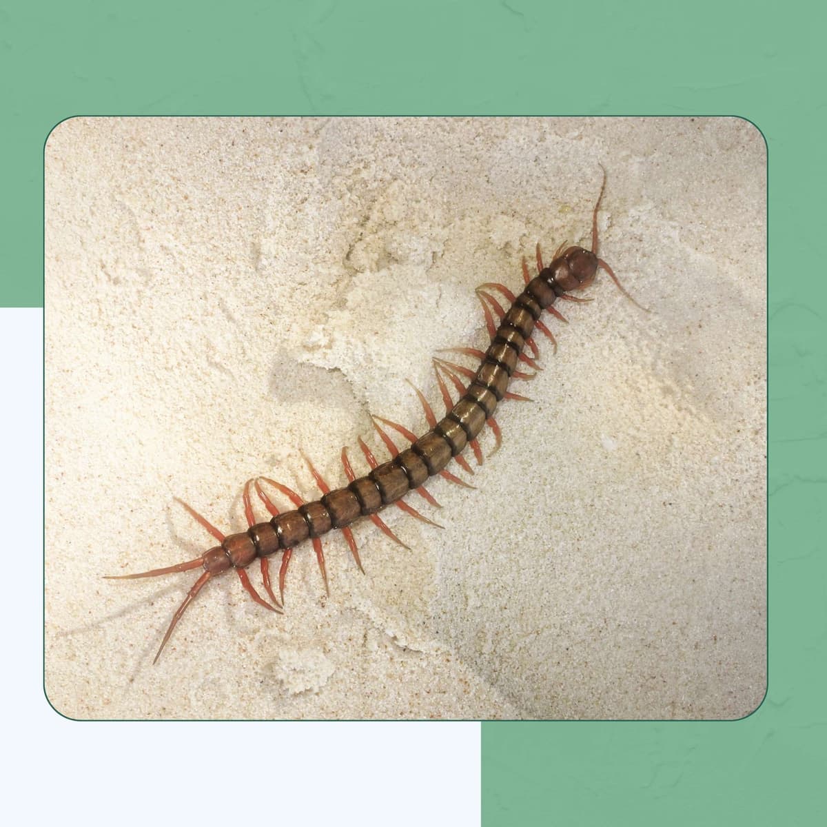 Giant Desert Centipede