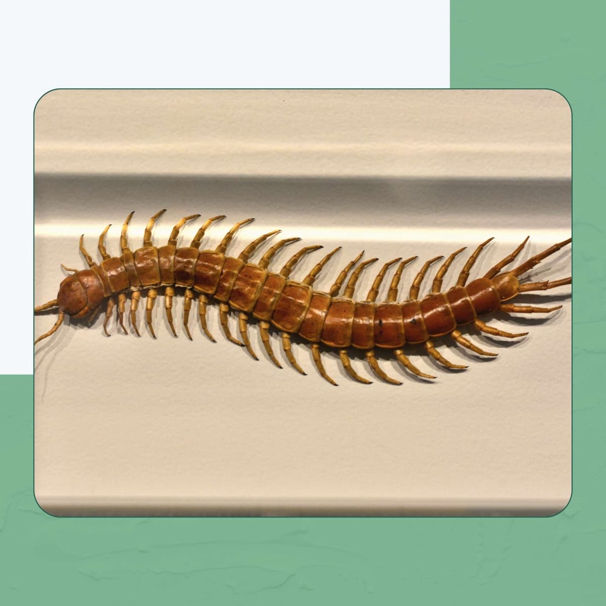 House Centipede