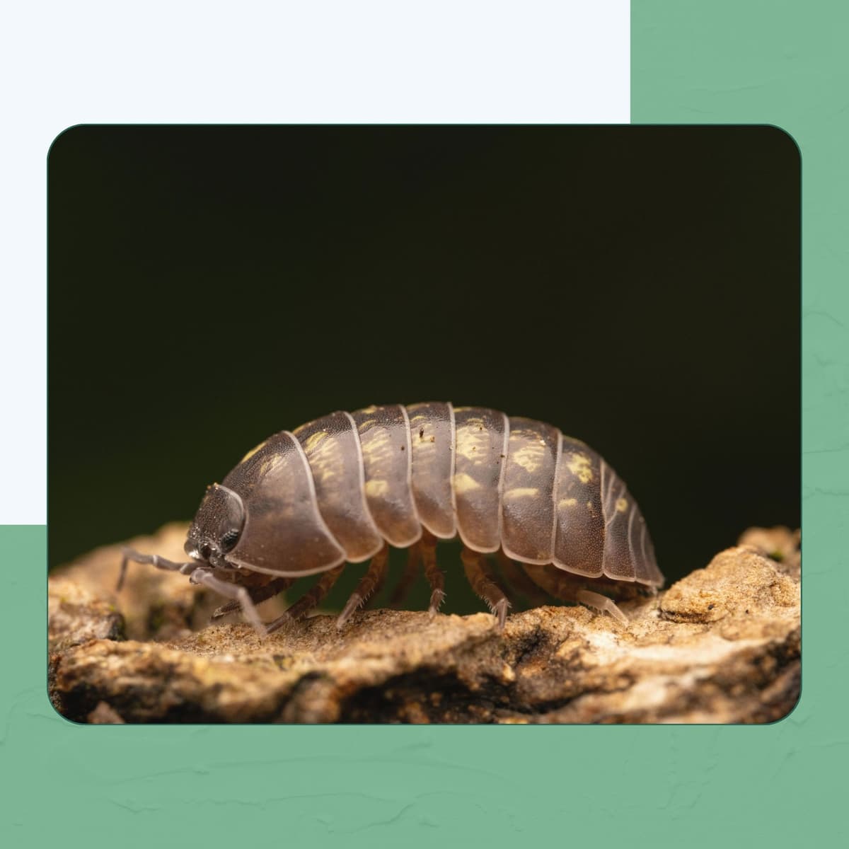 Common Bed Bug (Cimex lectularius)