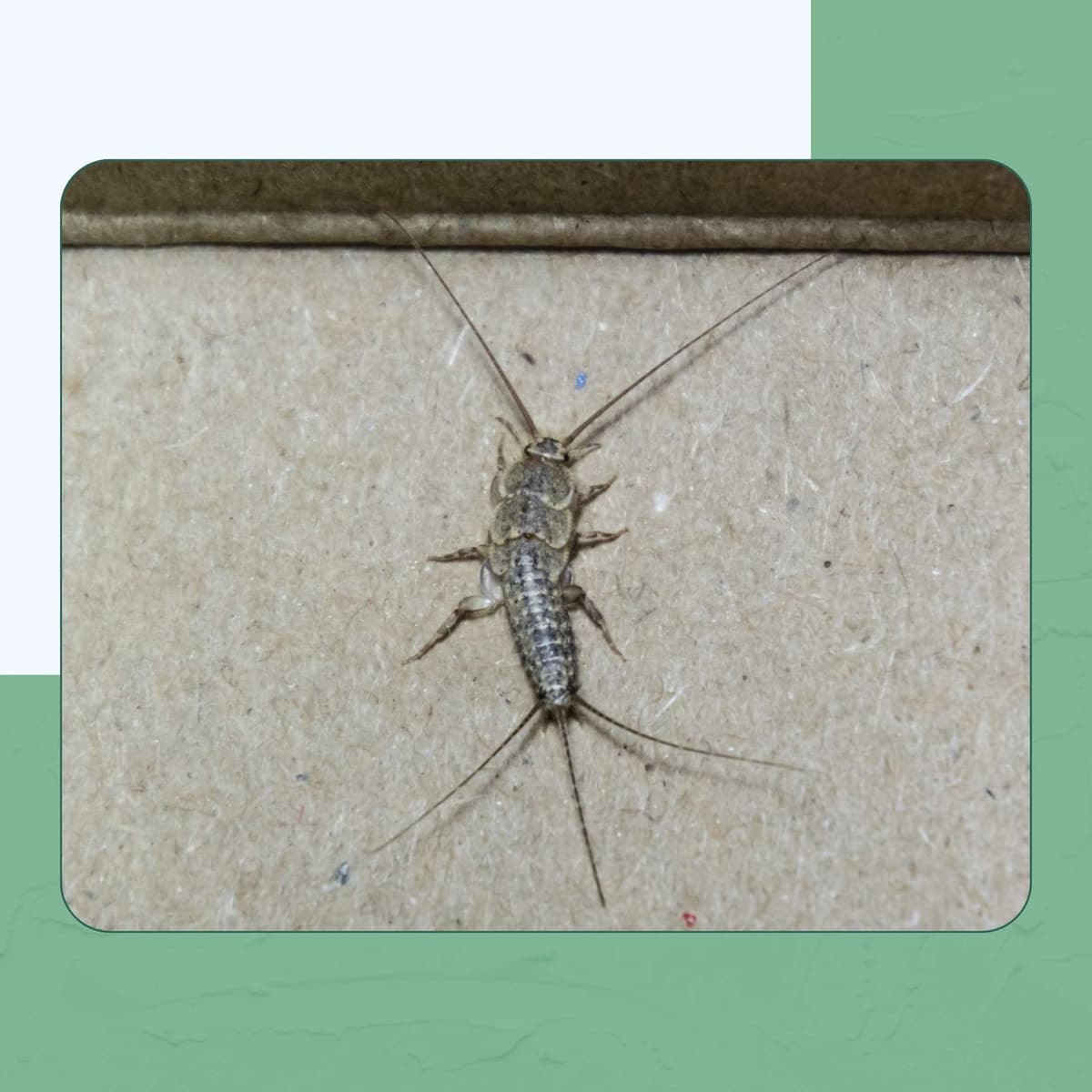 Common Silverfish
