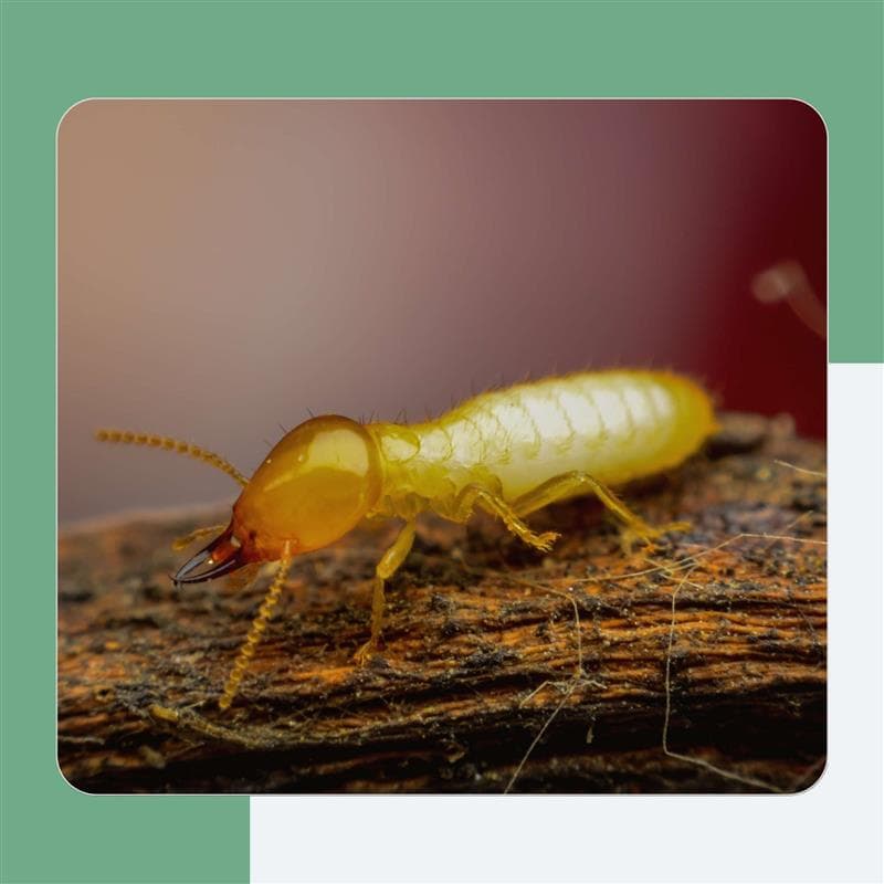 Dampwood Termites