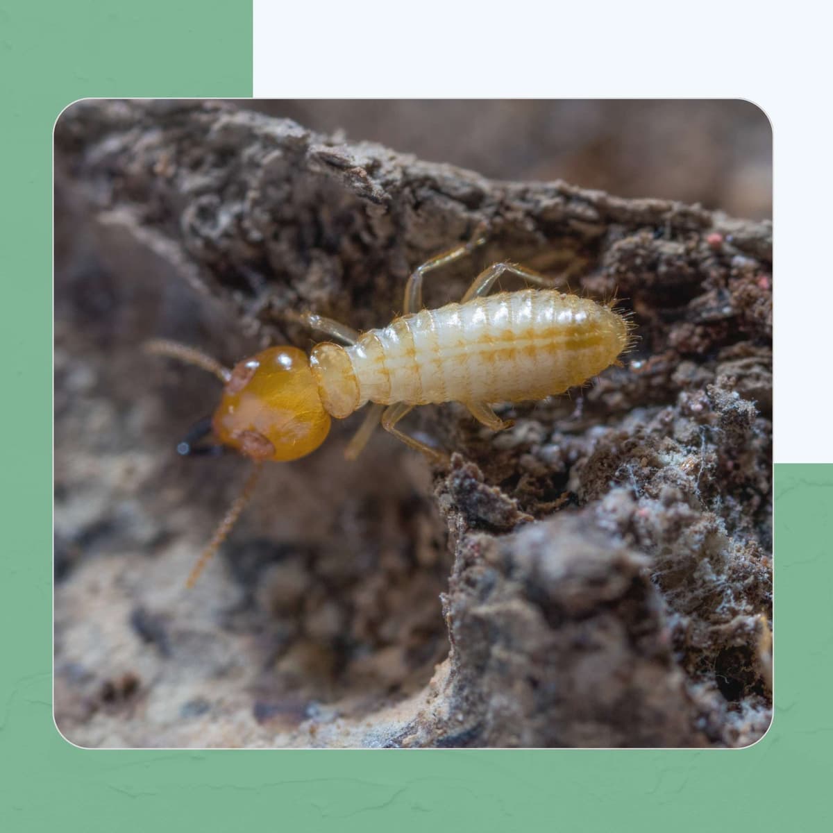 Drywood Termites