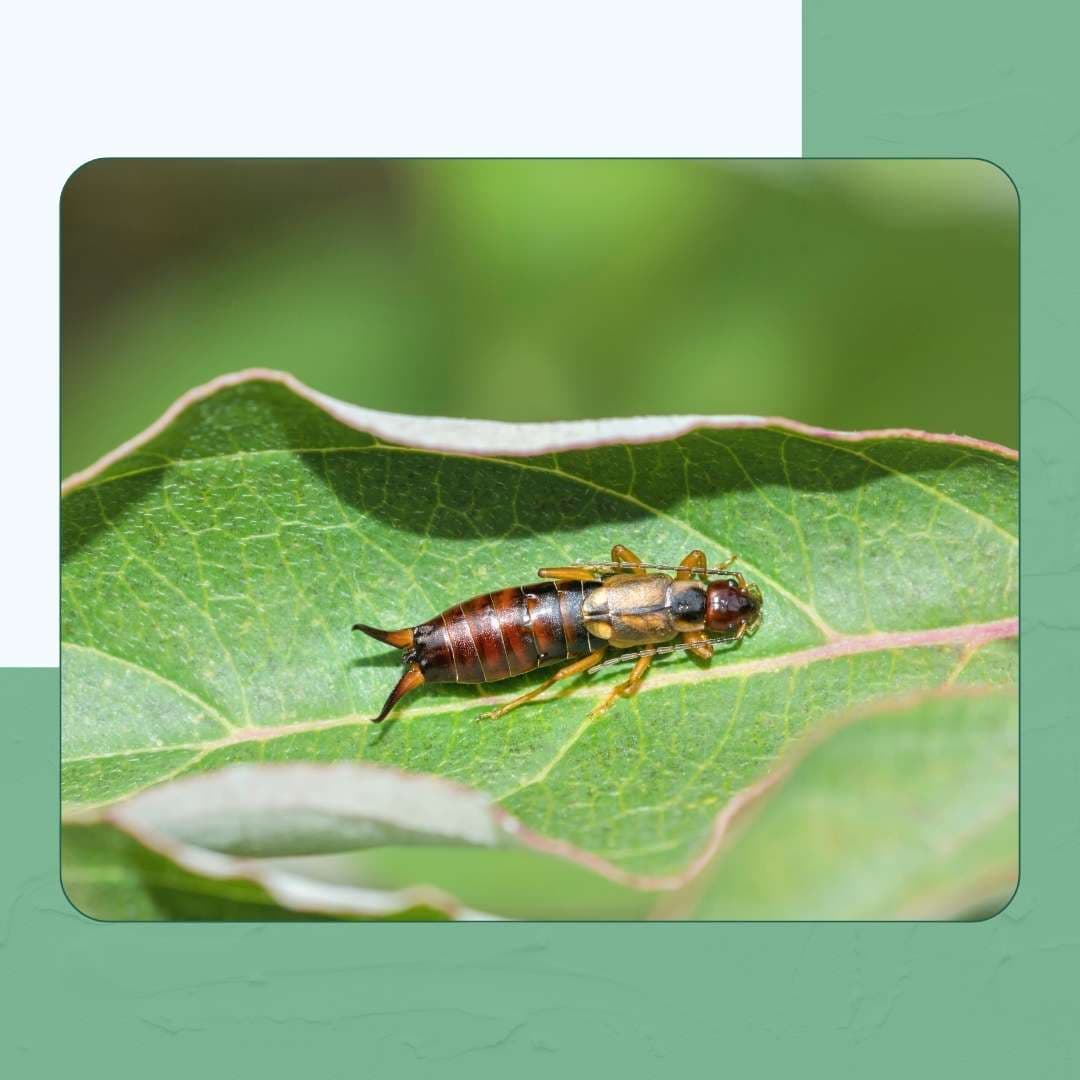 Earwigs