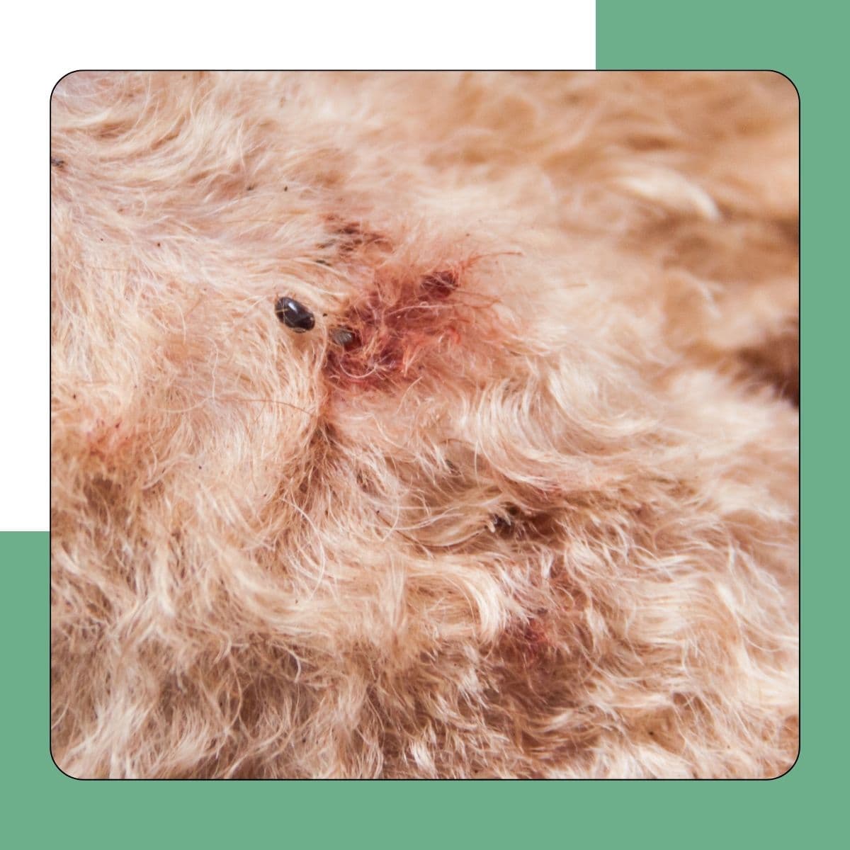 Dog Flea