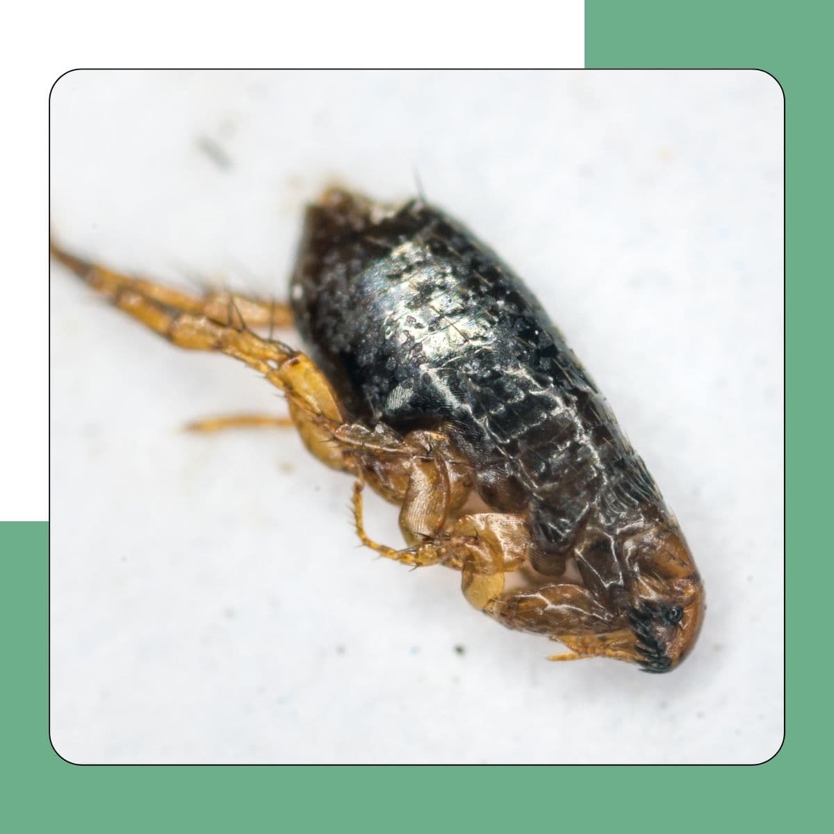 Cat Flea