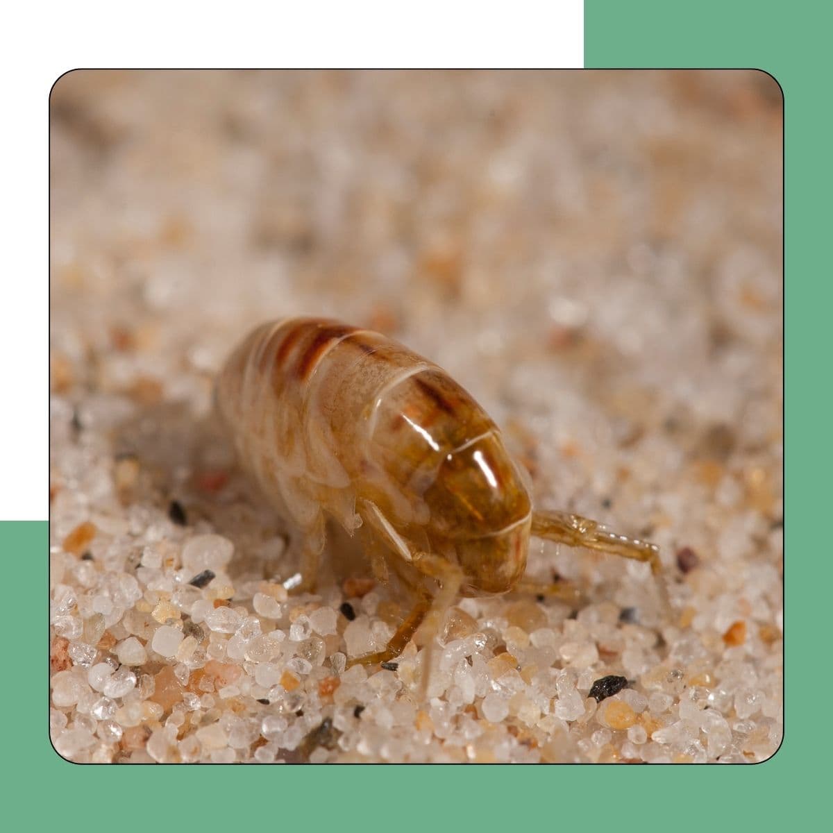 Human Flea