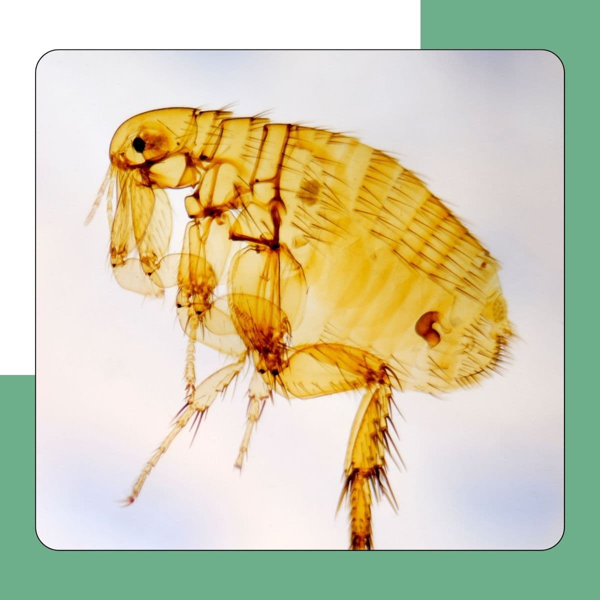 Oriental Rat Flea