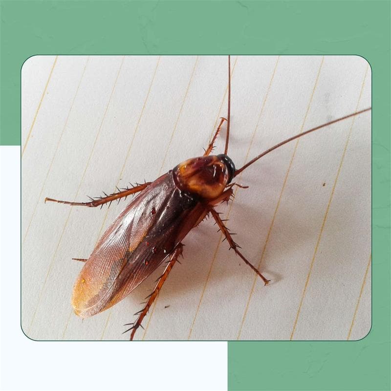 German Cockroach