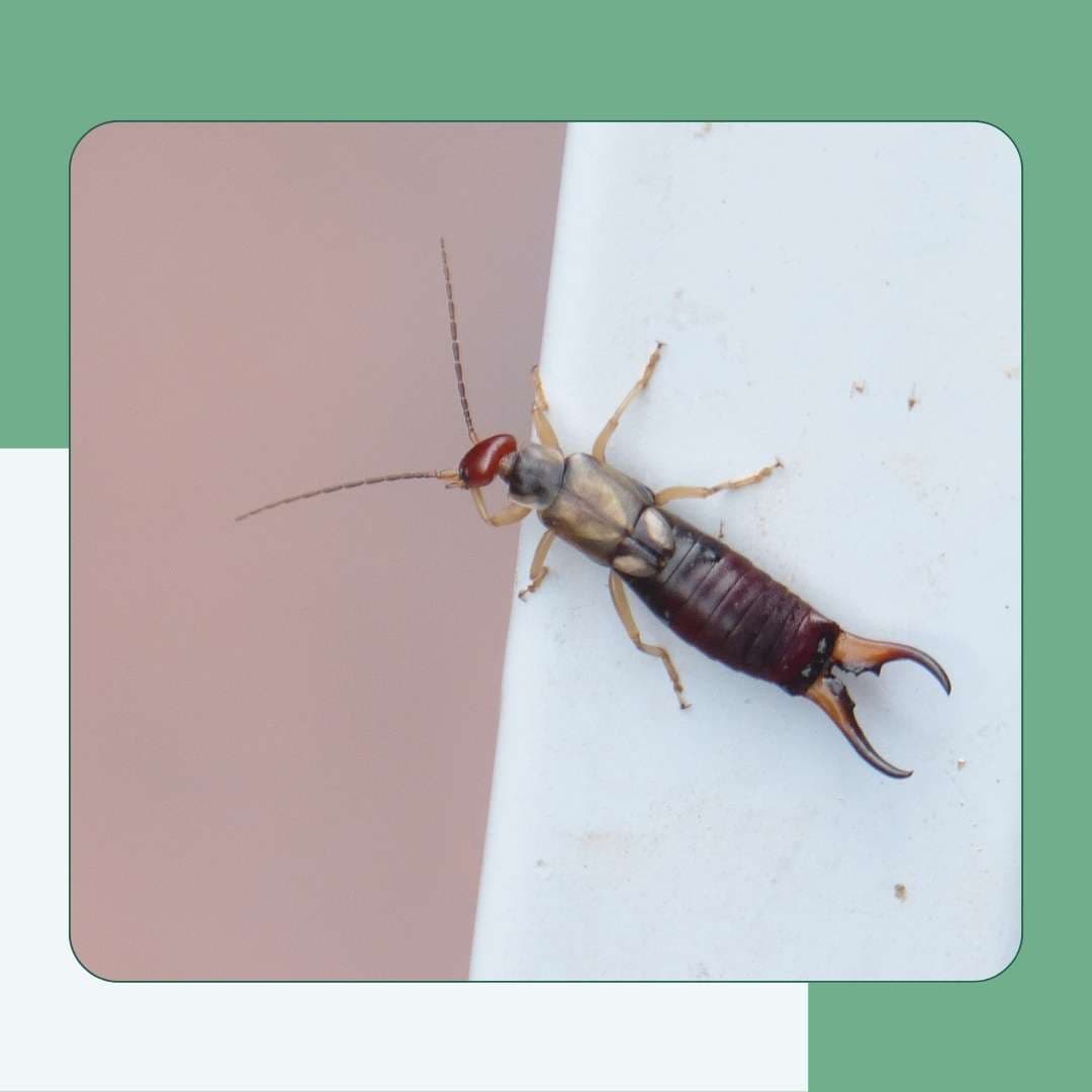 Maritime Earwig (Anisolabis maritima)