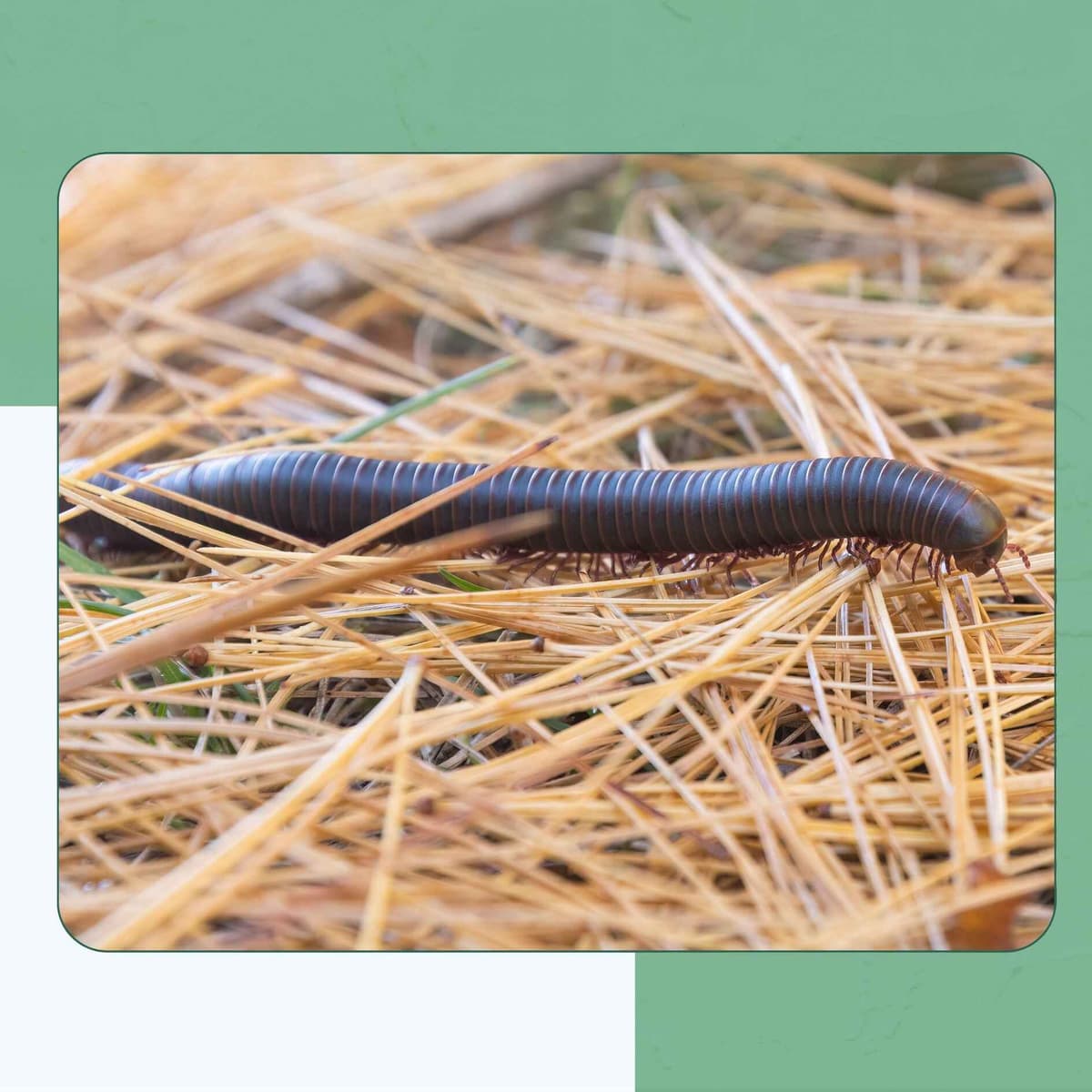American Giant Millipede