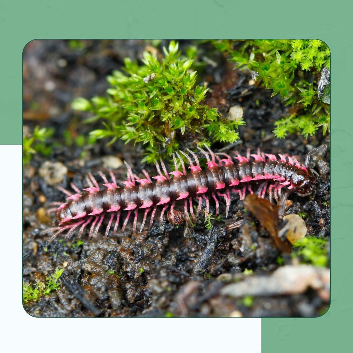 Pink Dragon Millipede
