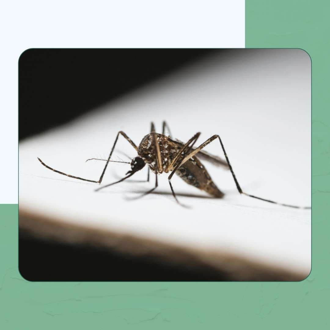 Aedes Mosquitoes