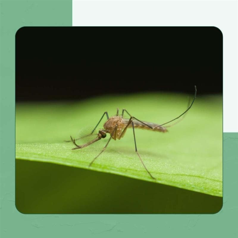 Anopheles Mosquito