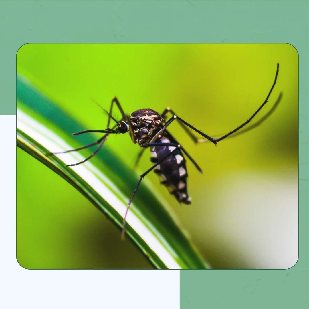 Culex Mosquitoes