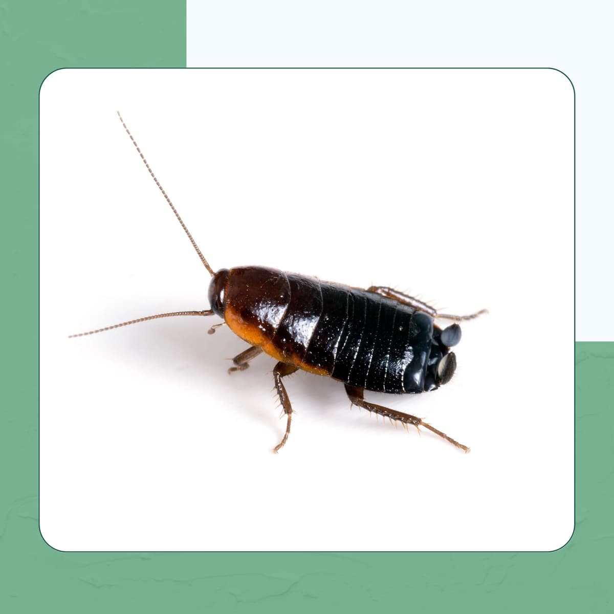 Oriental Cockroach