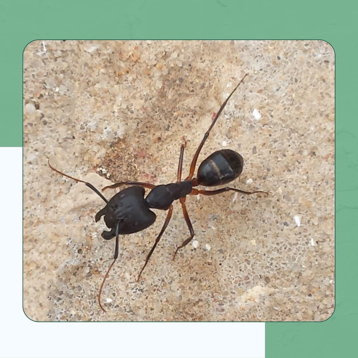Pavement Ant