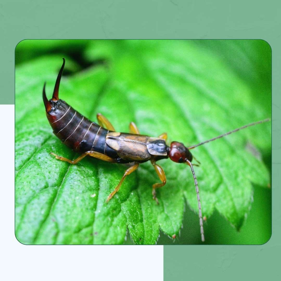 Ring-legged Earwig (Euborellia annulipes)
