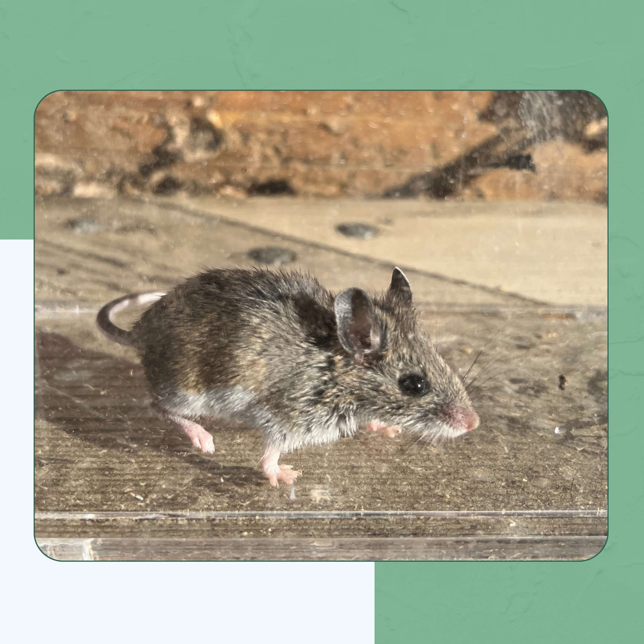 Rodents