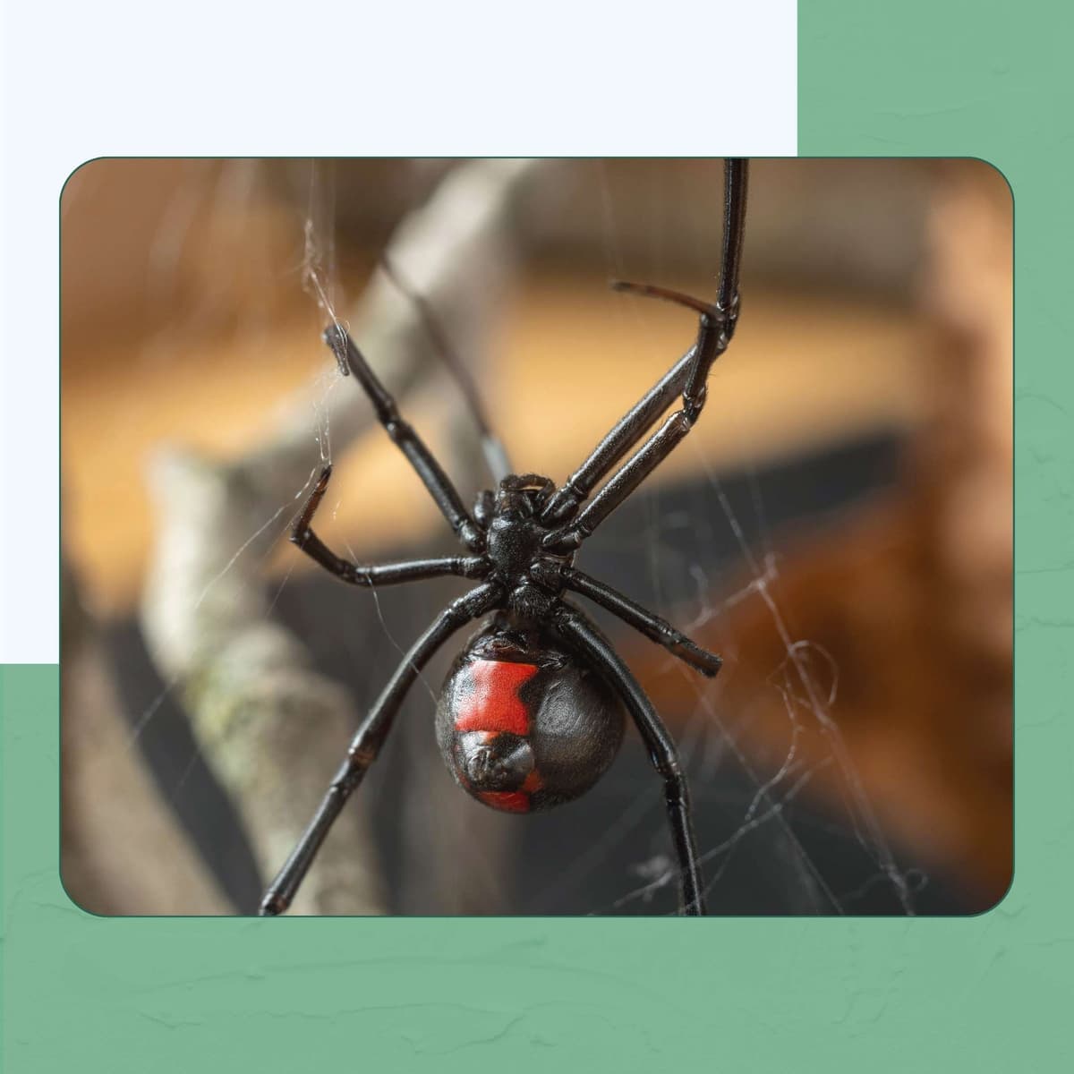 Black Widow Spider