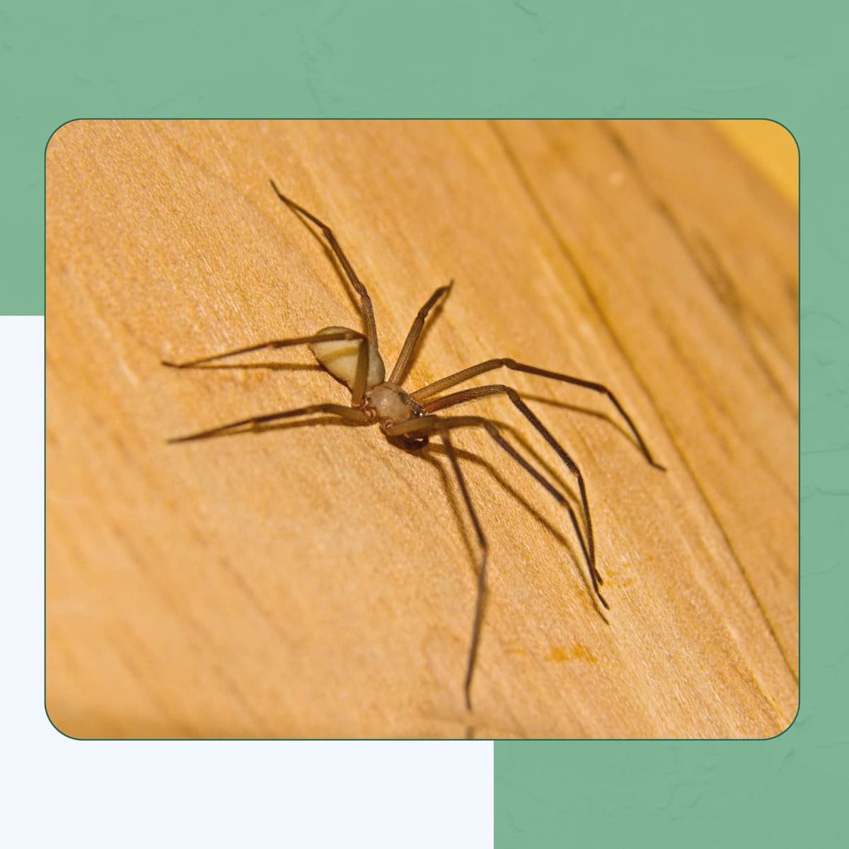 Brown Recluse Spider