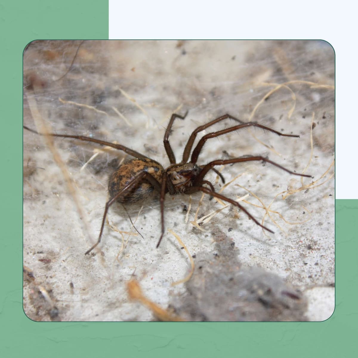 Hobo Spider