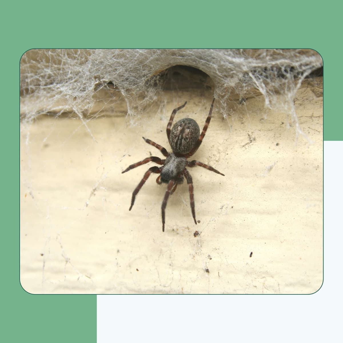 House Spider