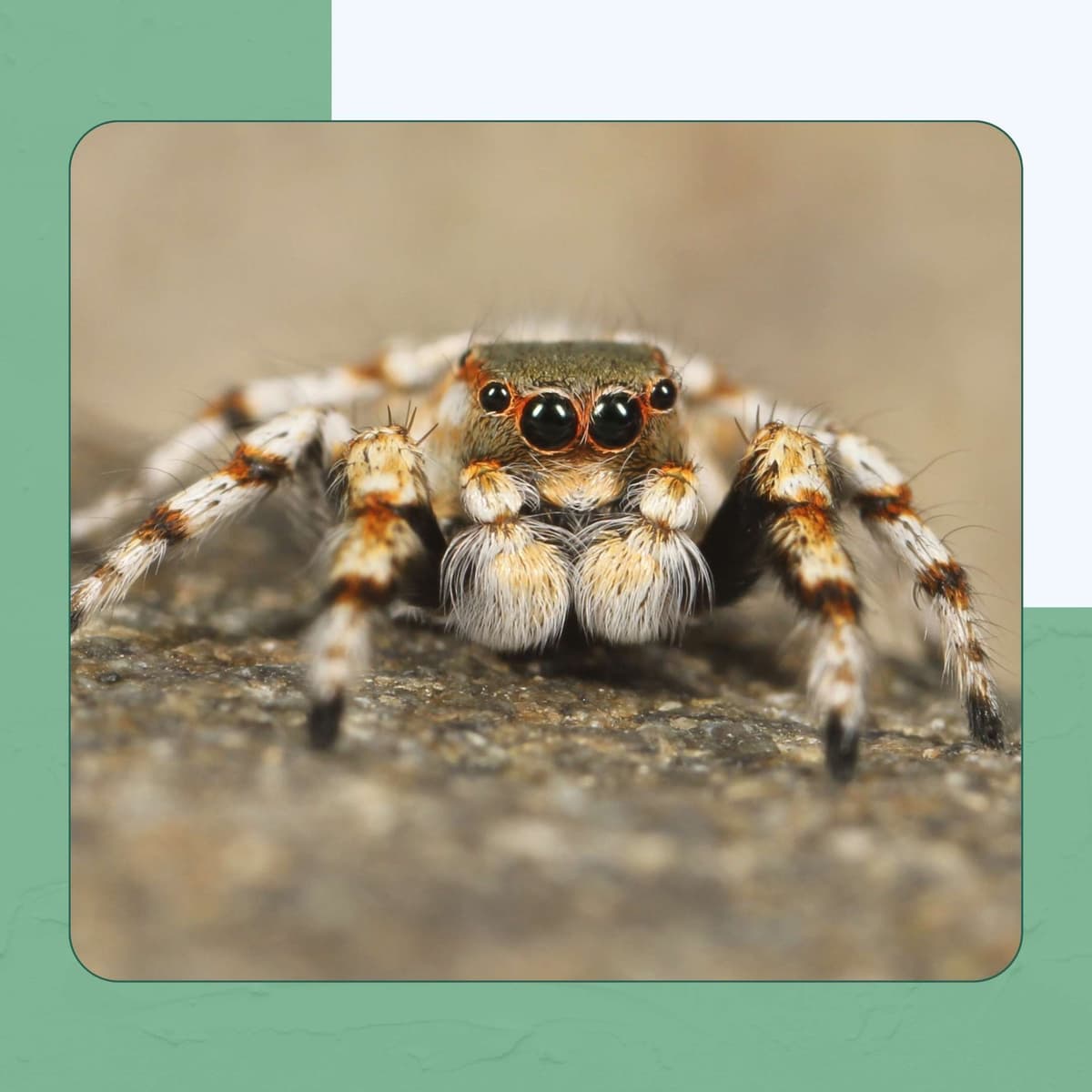 Jumping Spider