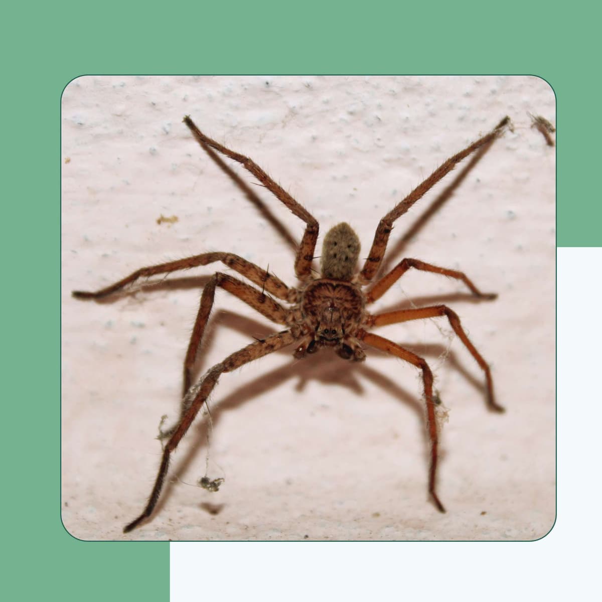 Southern House Spider