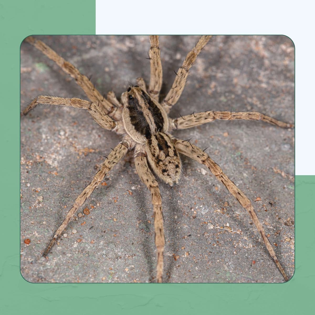 Wolf Spider