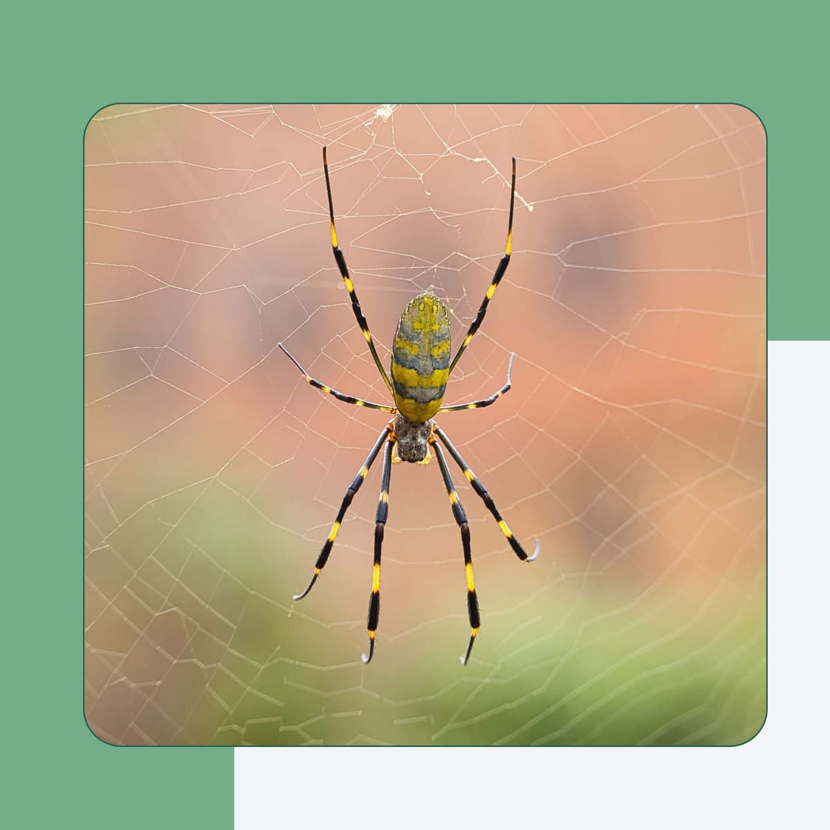 Yellow Sac Spider