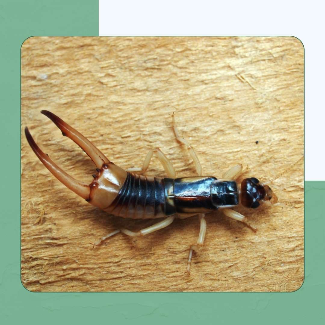 Striped or Riparian Earwig (Labidura riparia)