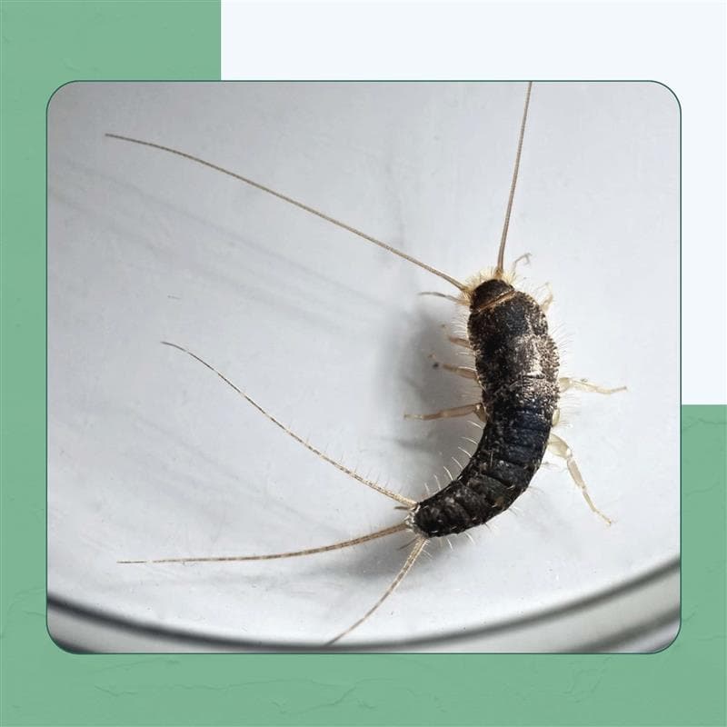 Urban Silverfish