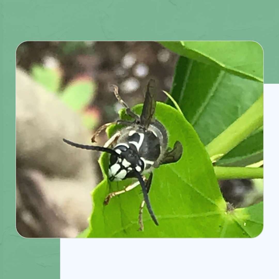 Bald-faced Hornet