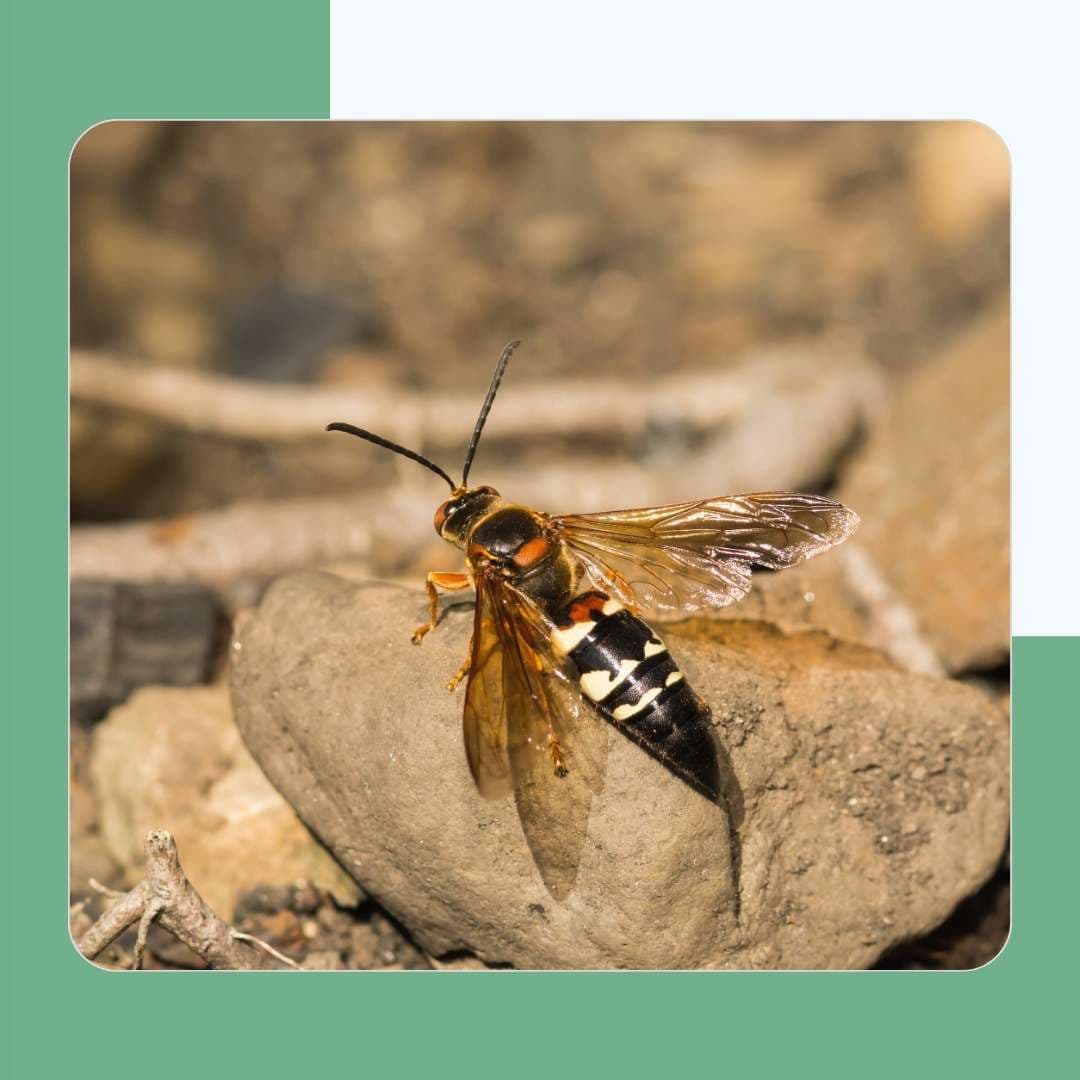 Cicada Killer Wasps